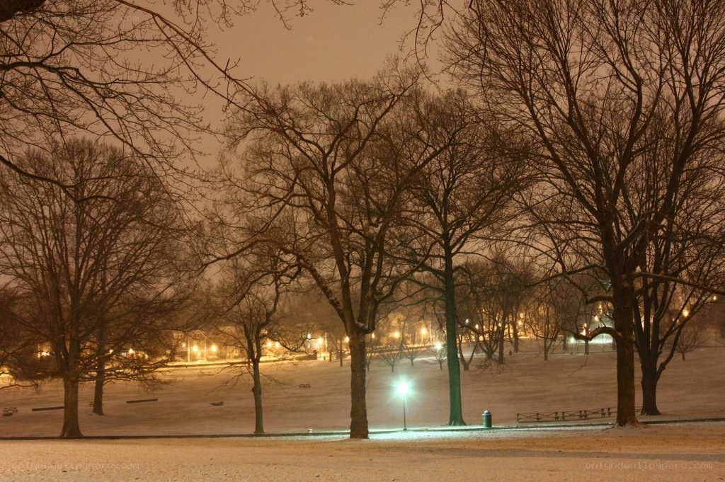 snowy park at night