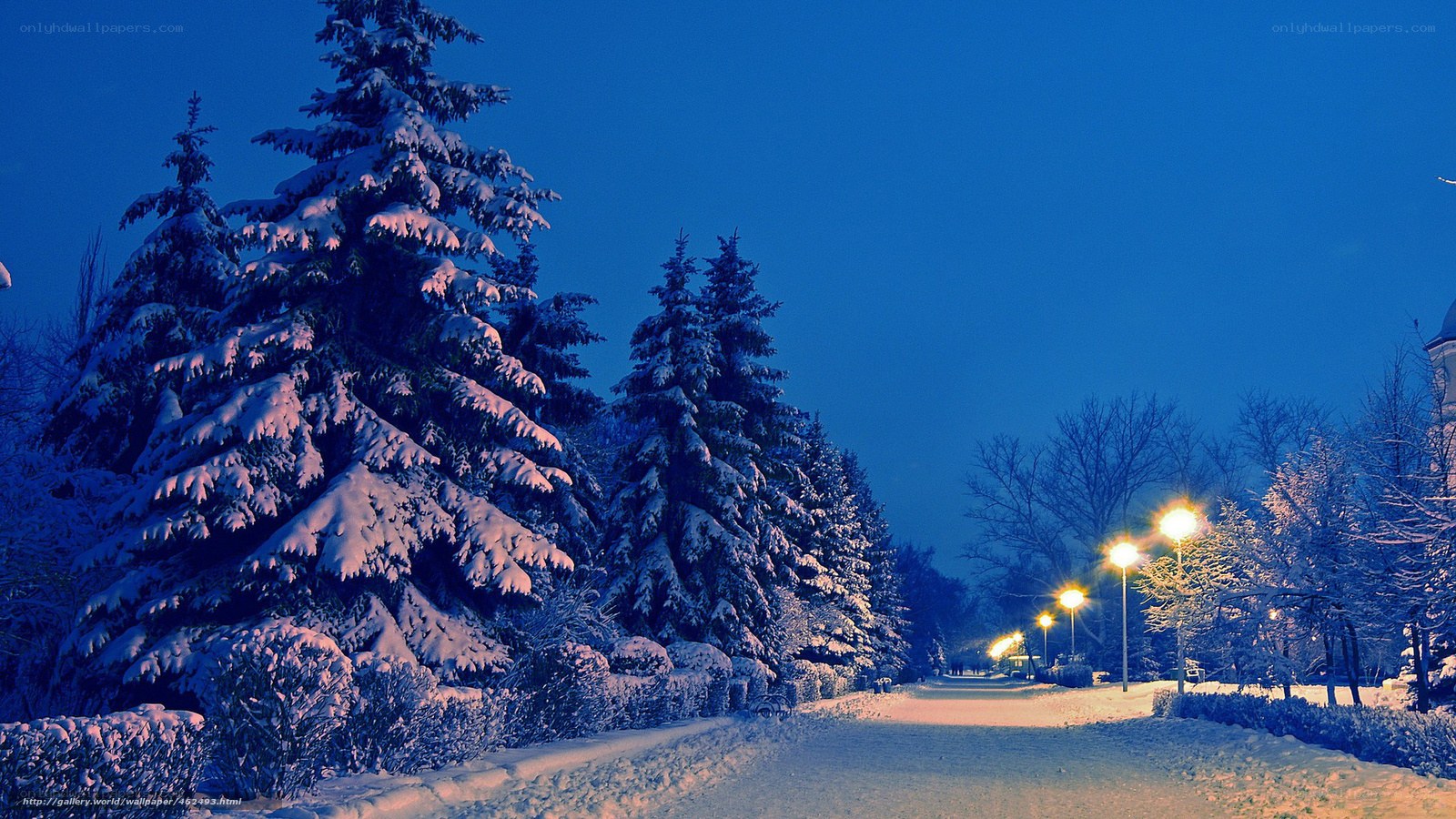 Snowy Park at Night