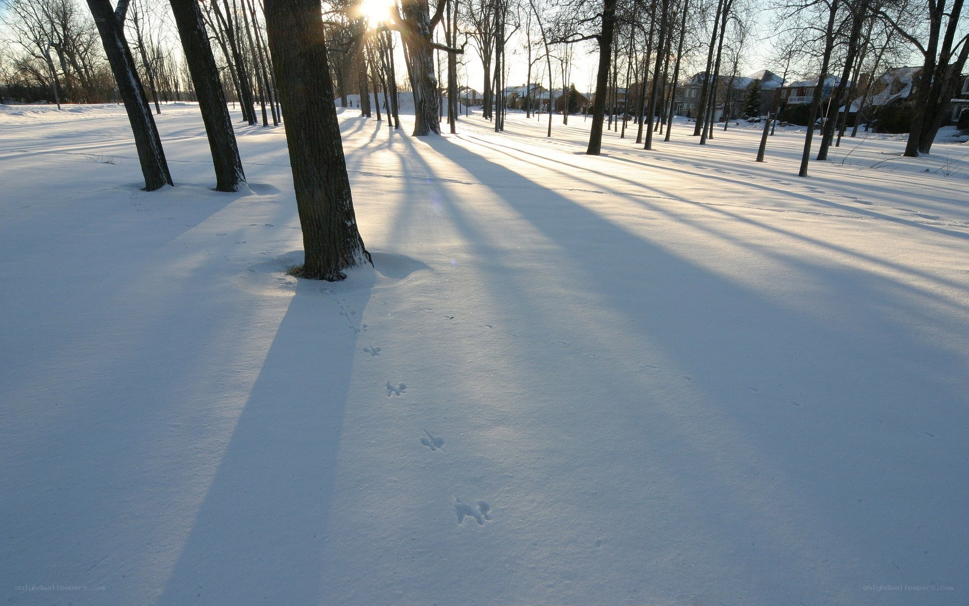 Snowy park at sunset
