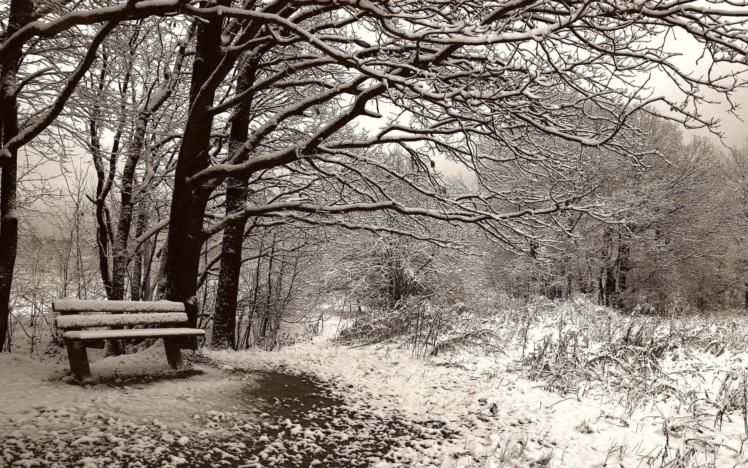 Snowy park bench