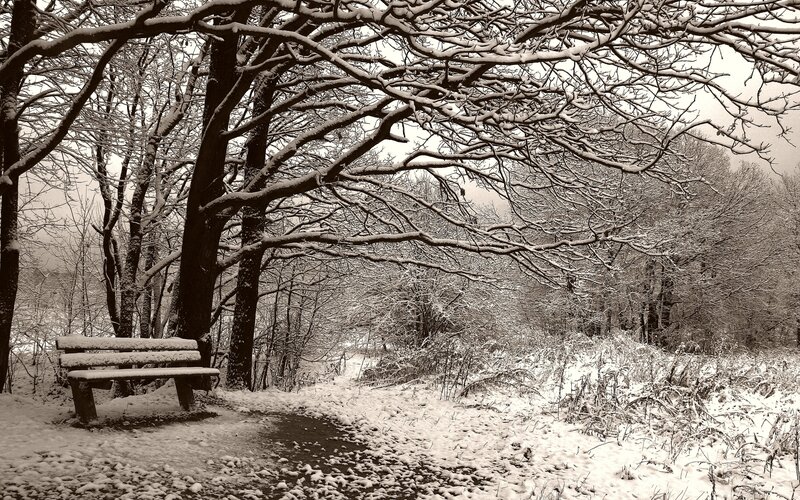 Snowy park bench