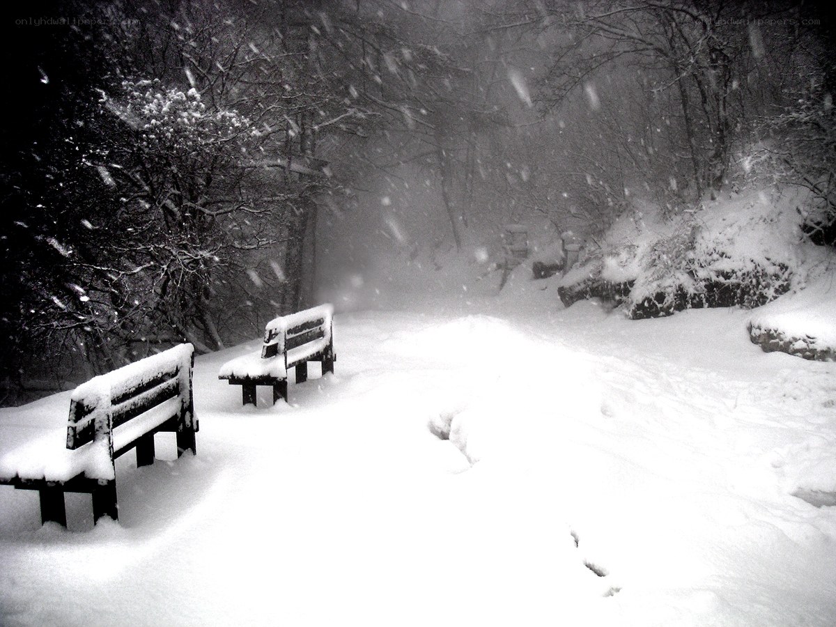 Snowy park benches