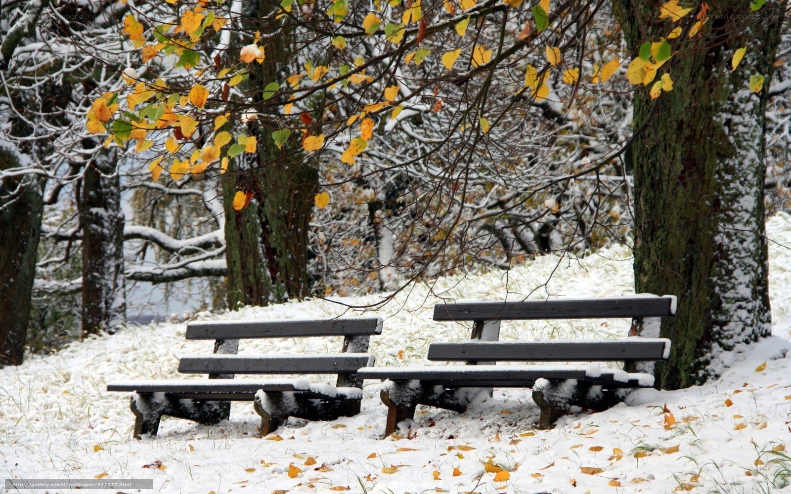 Snowy park benches