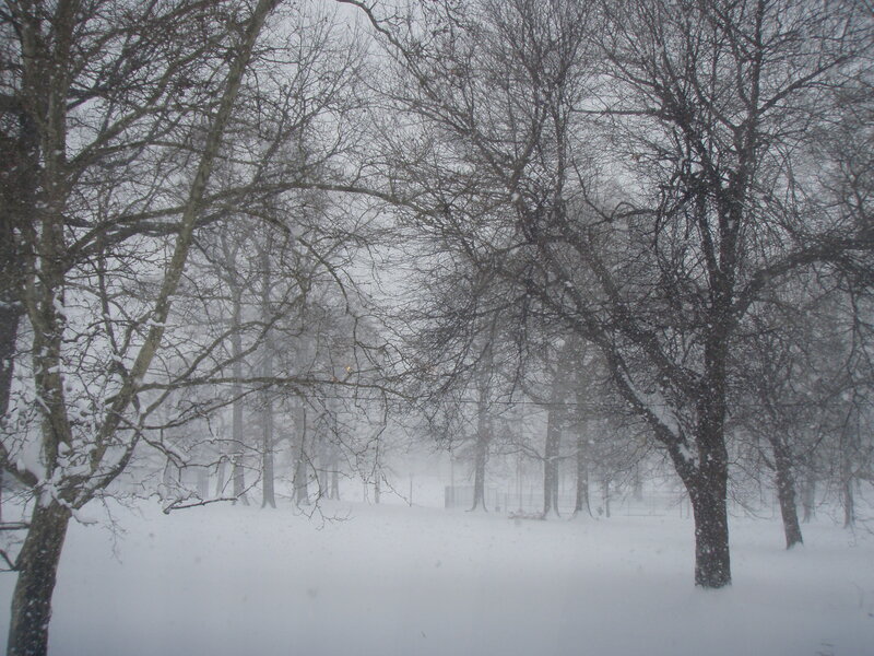 Snowy park during a blizzard