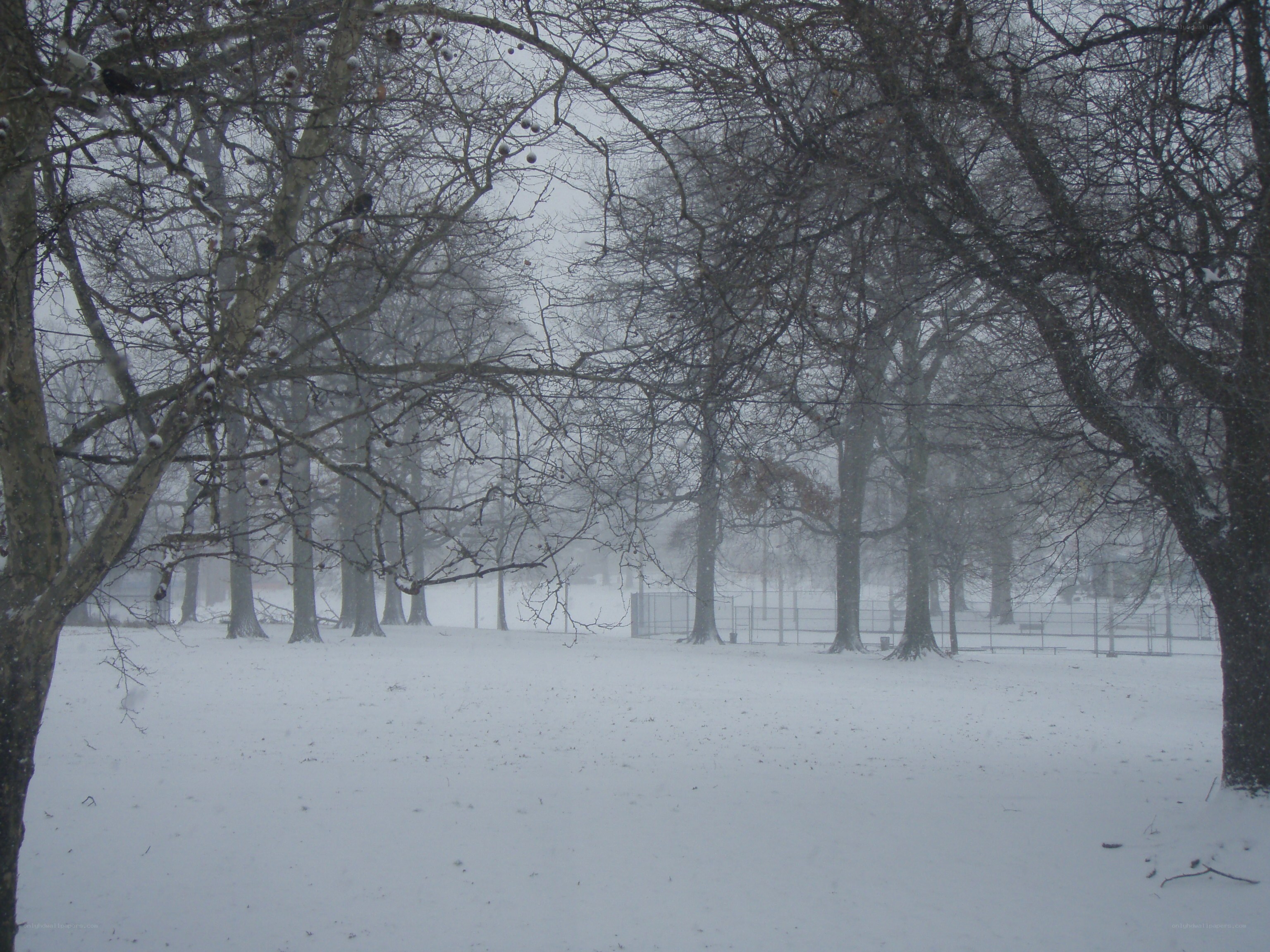 Snowy park during a snowstorm