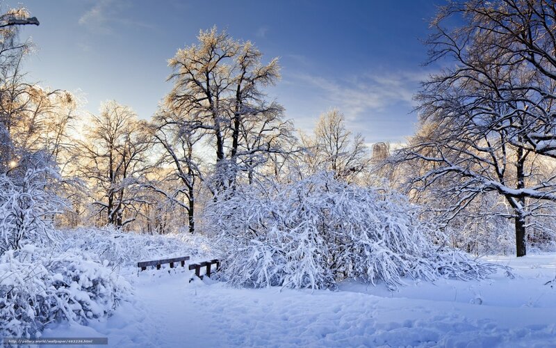 Snowy park in winter