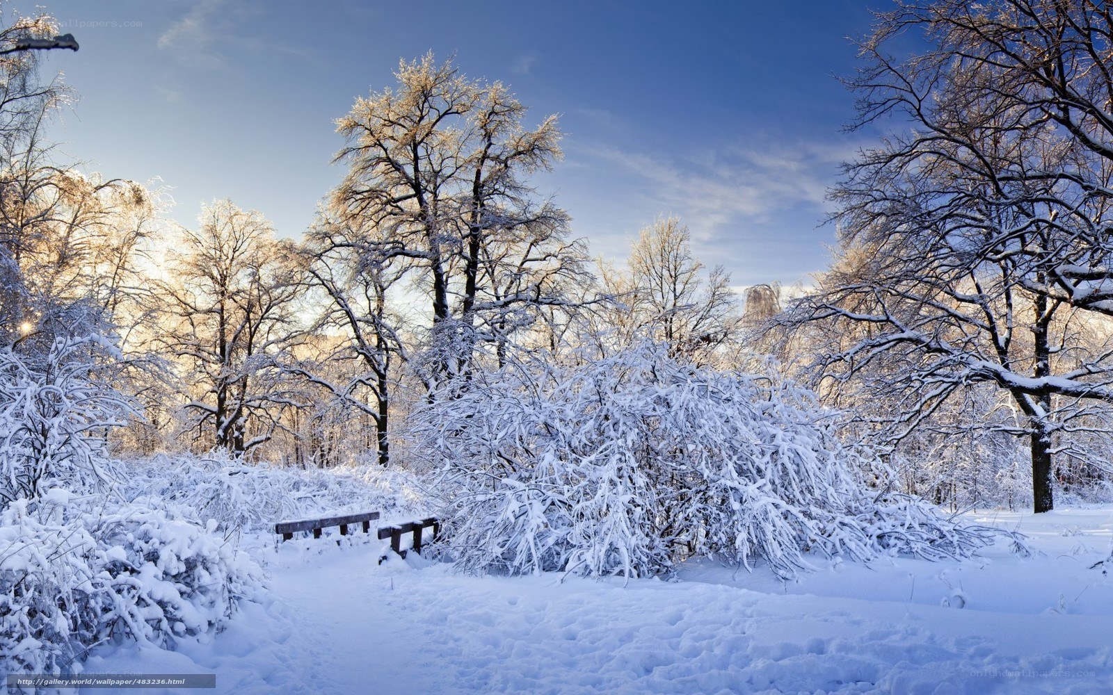Snowy park in winter