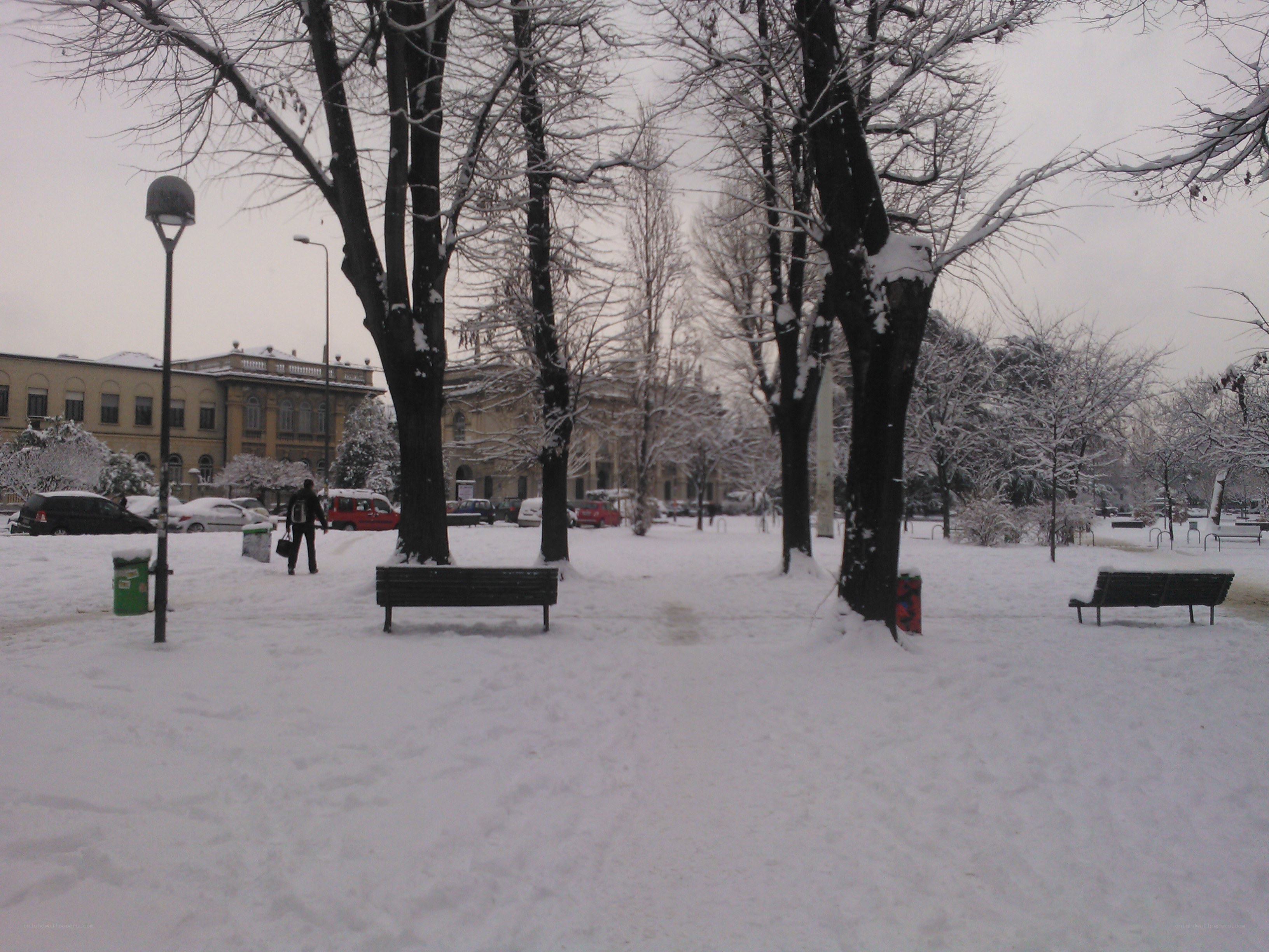 Snowy park in winter
