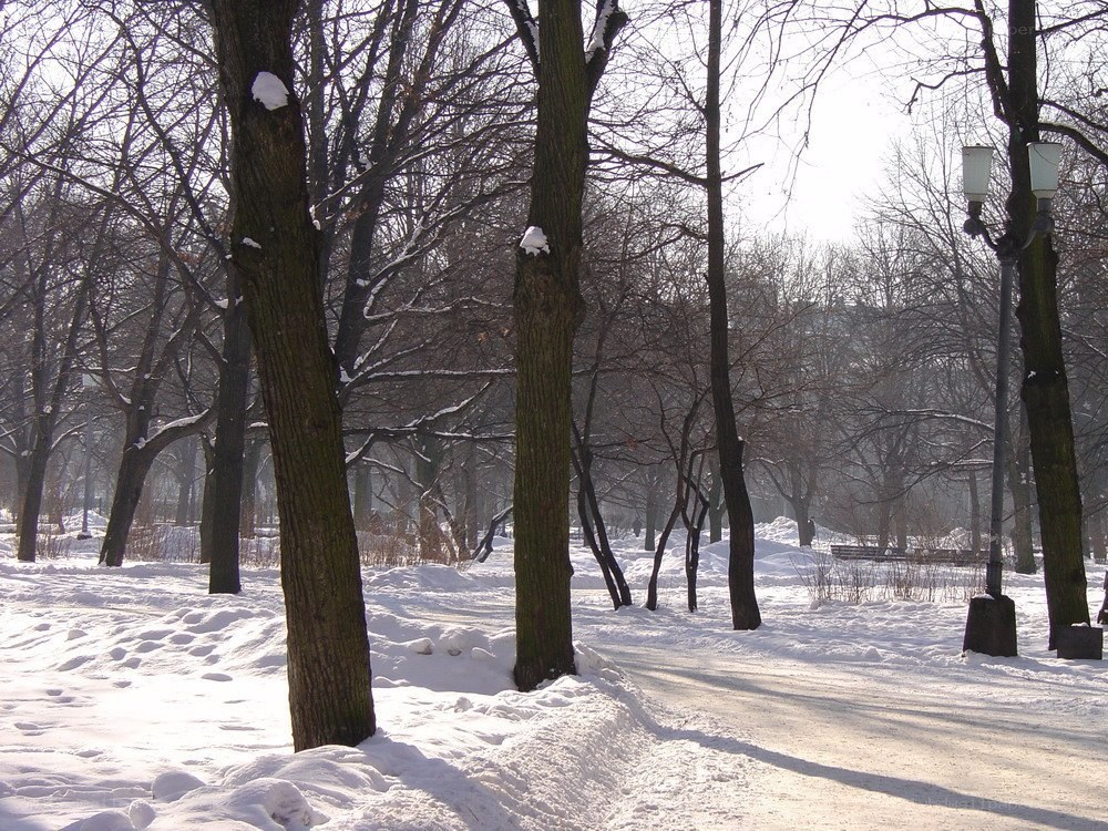 snowy park path