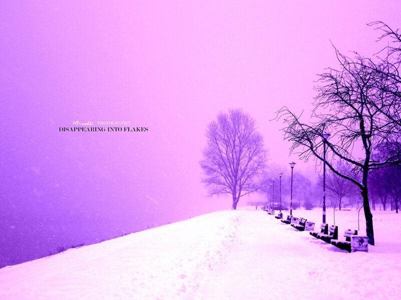 Snowy Park Path — Purple