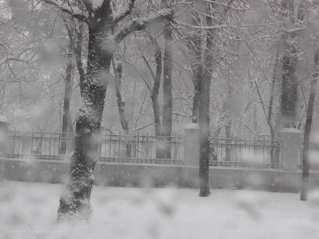Snowy park scene