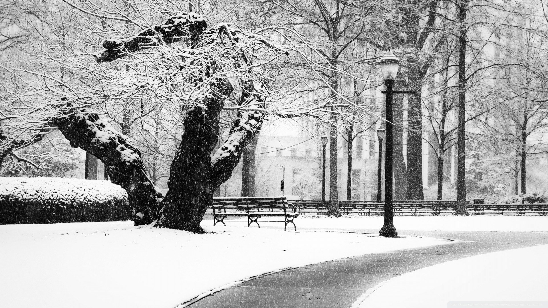Snowy park scene
