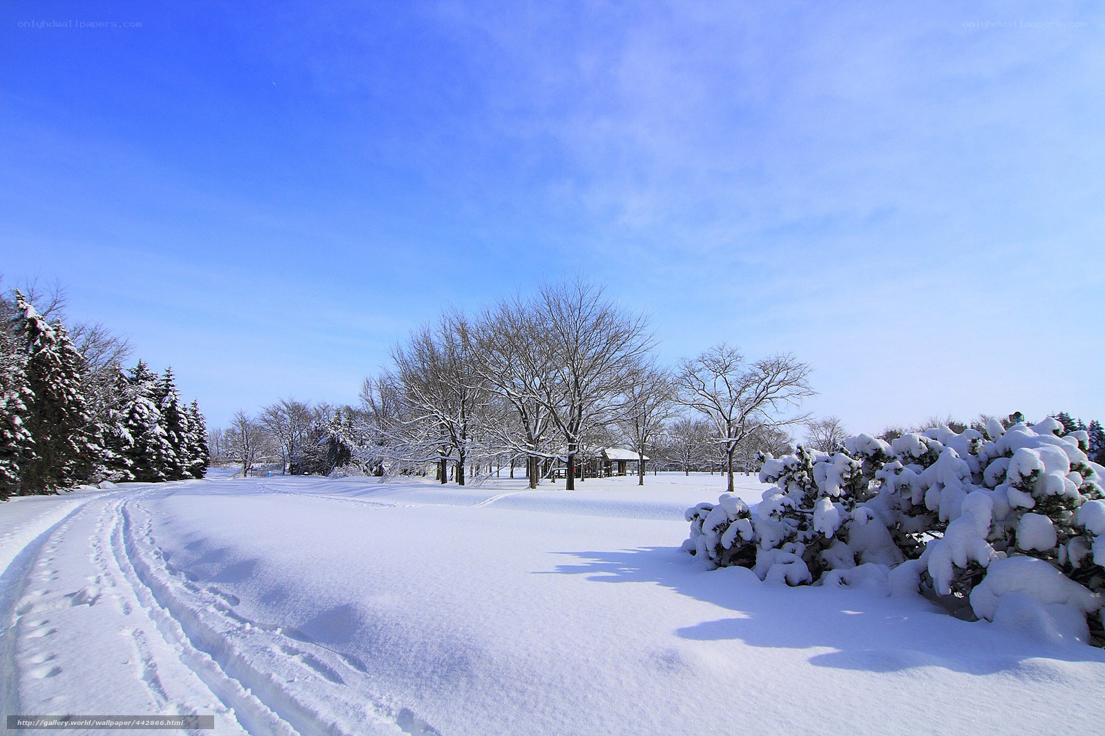 Snowy park under blue sky