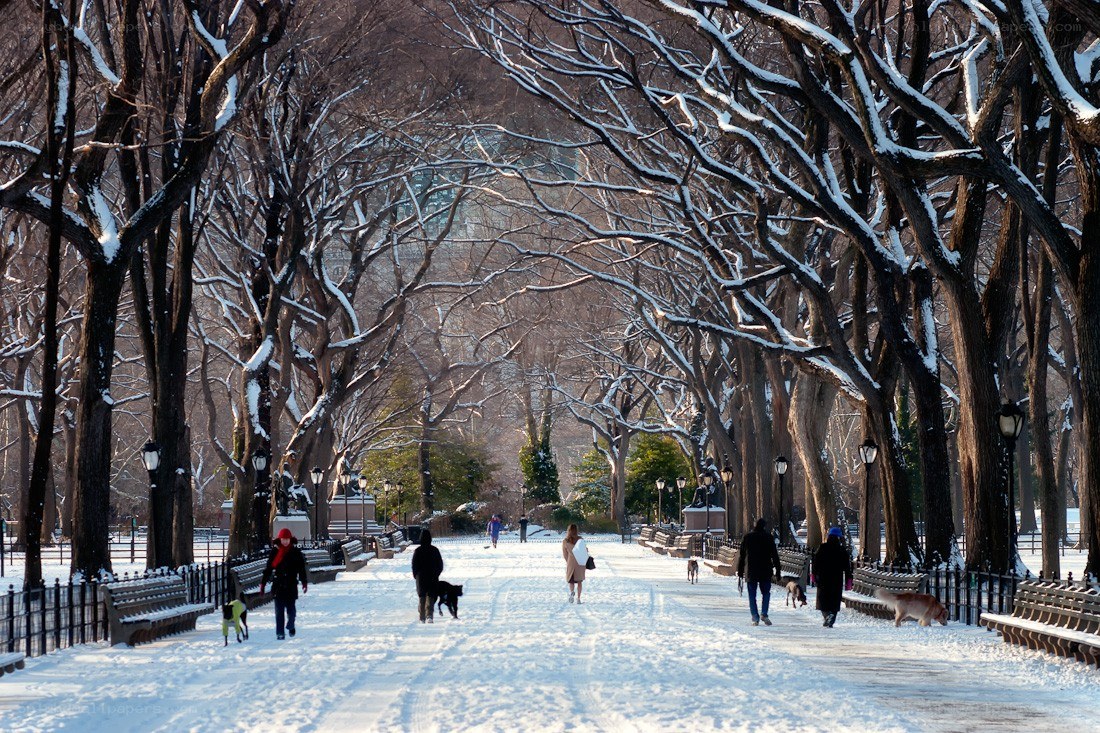 Snowy park walk in winter