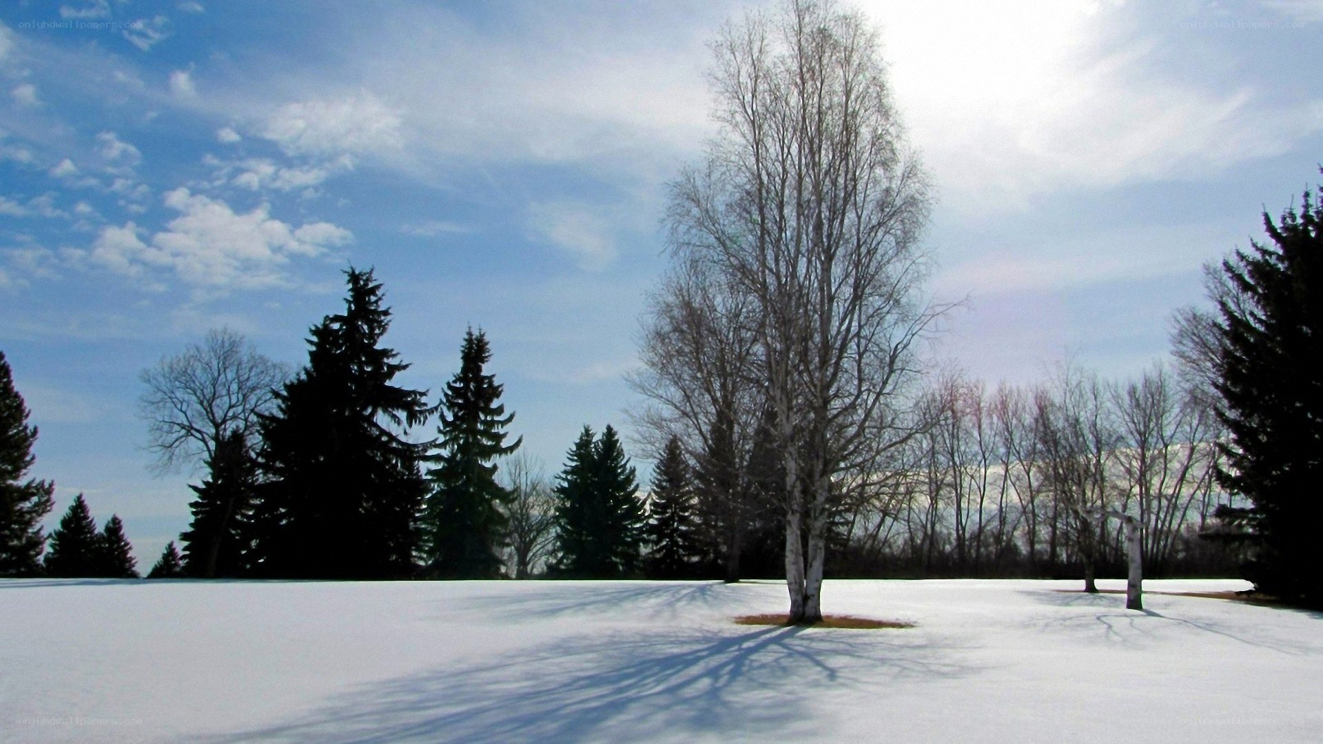 Snowy park with bare trees