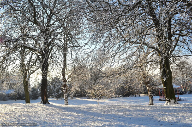 Snowy park with bare trees