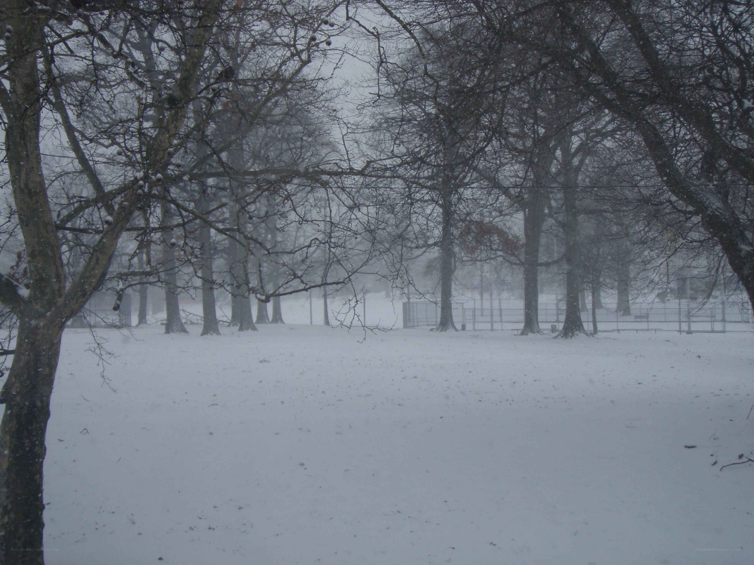 Snowy park with bare trees
