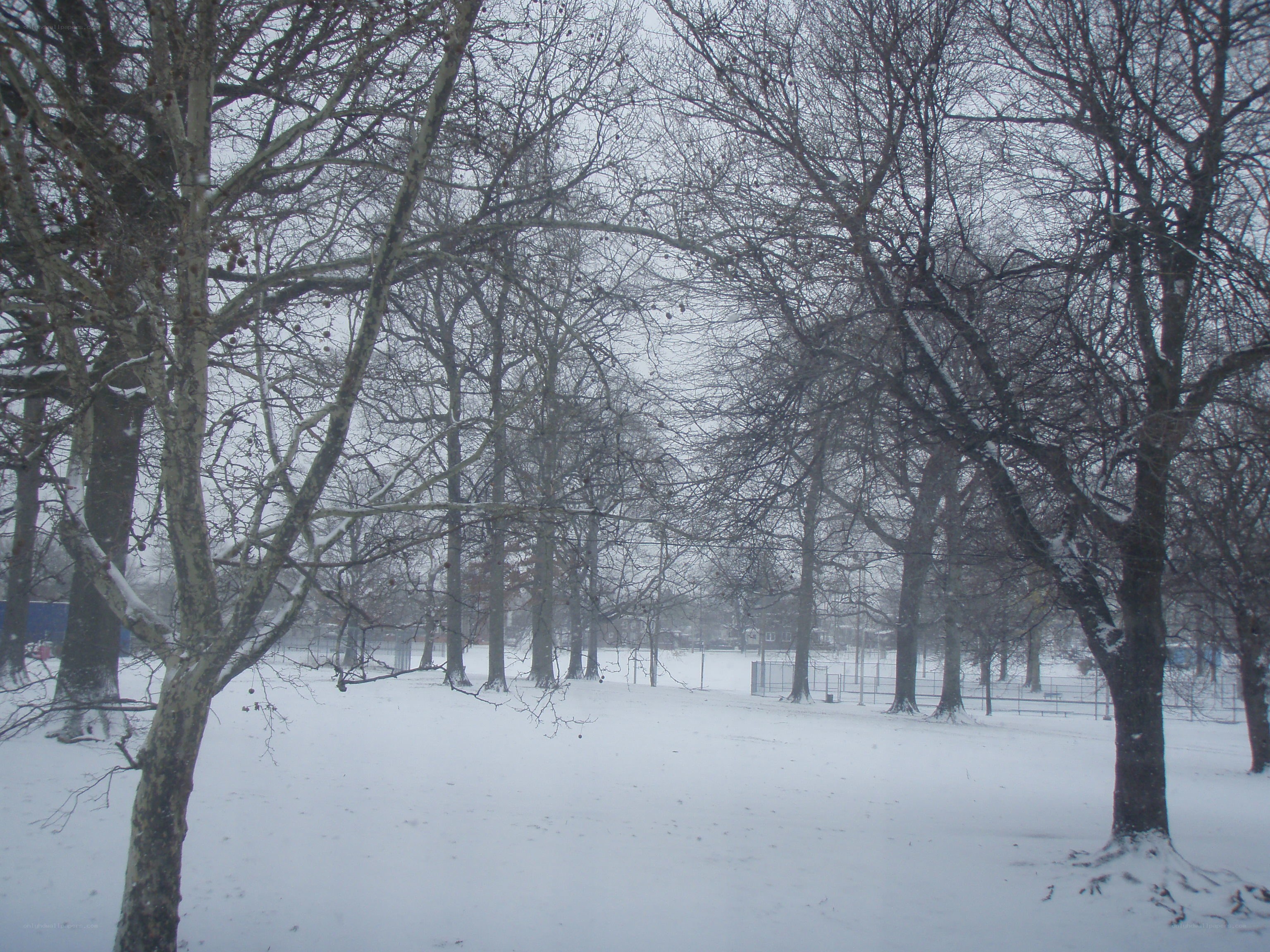 Snowy park with bare trees
