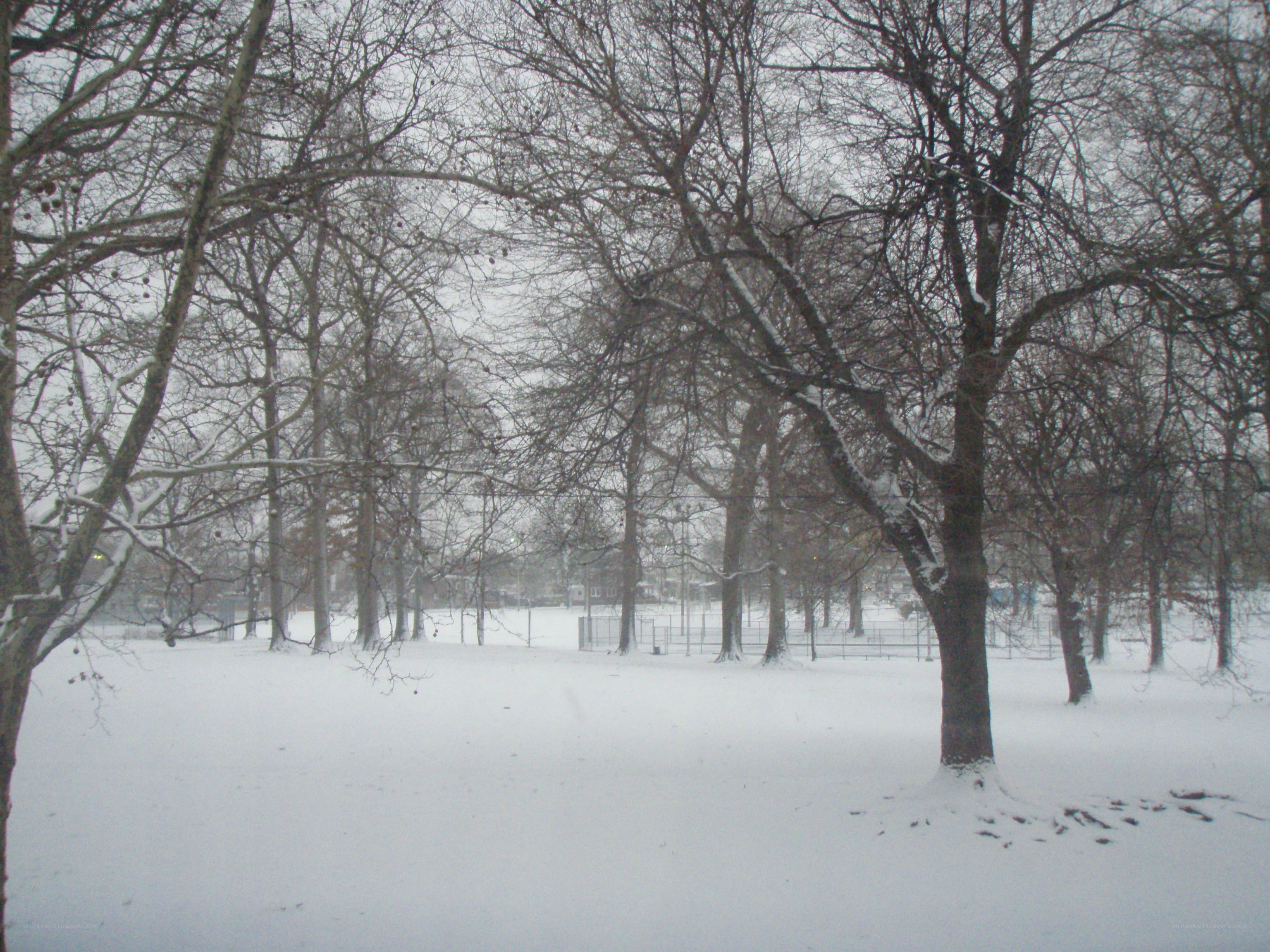 Snowy park with bare trees
