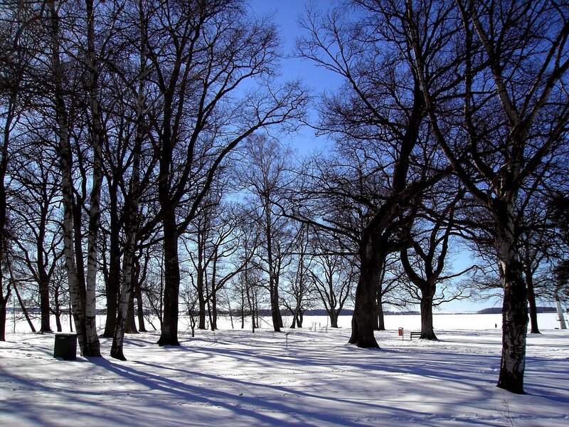 Snowy park with bare trees