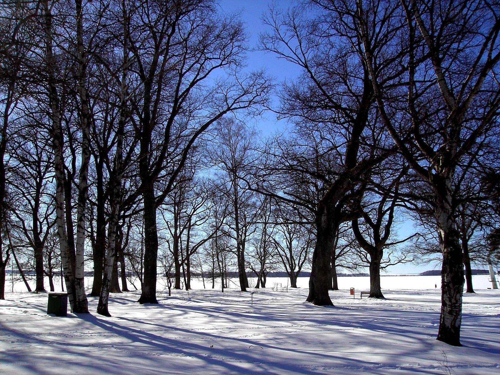 Snowy park with bare trees