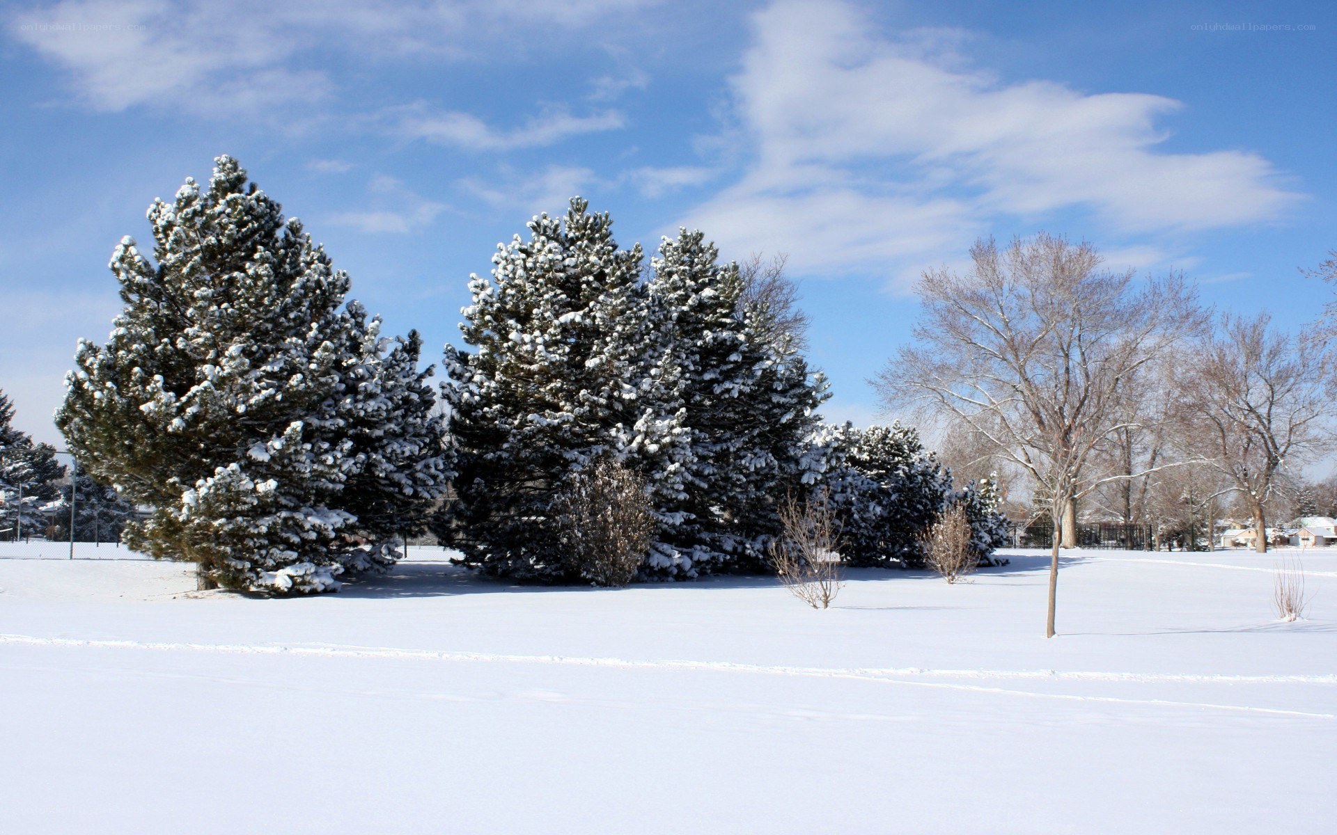 Snowy park with evergreen trees