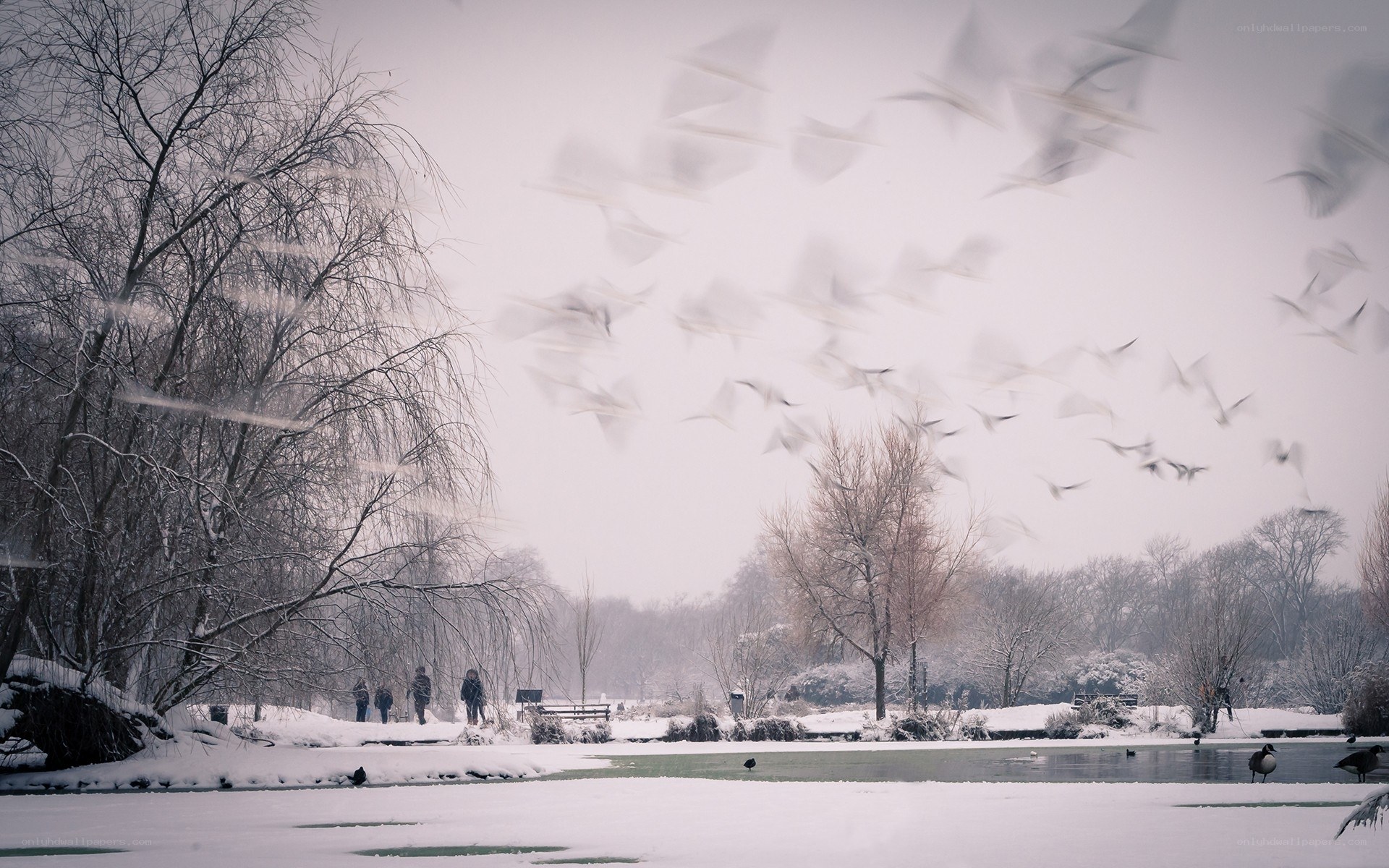 Snowy park with flying birds