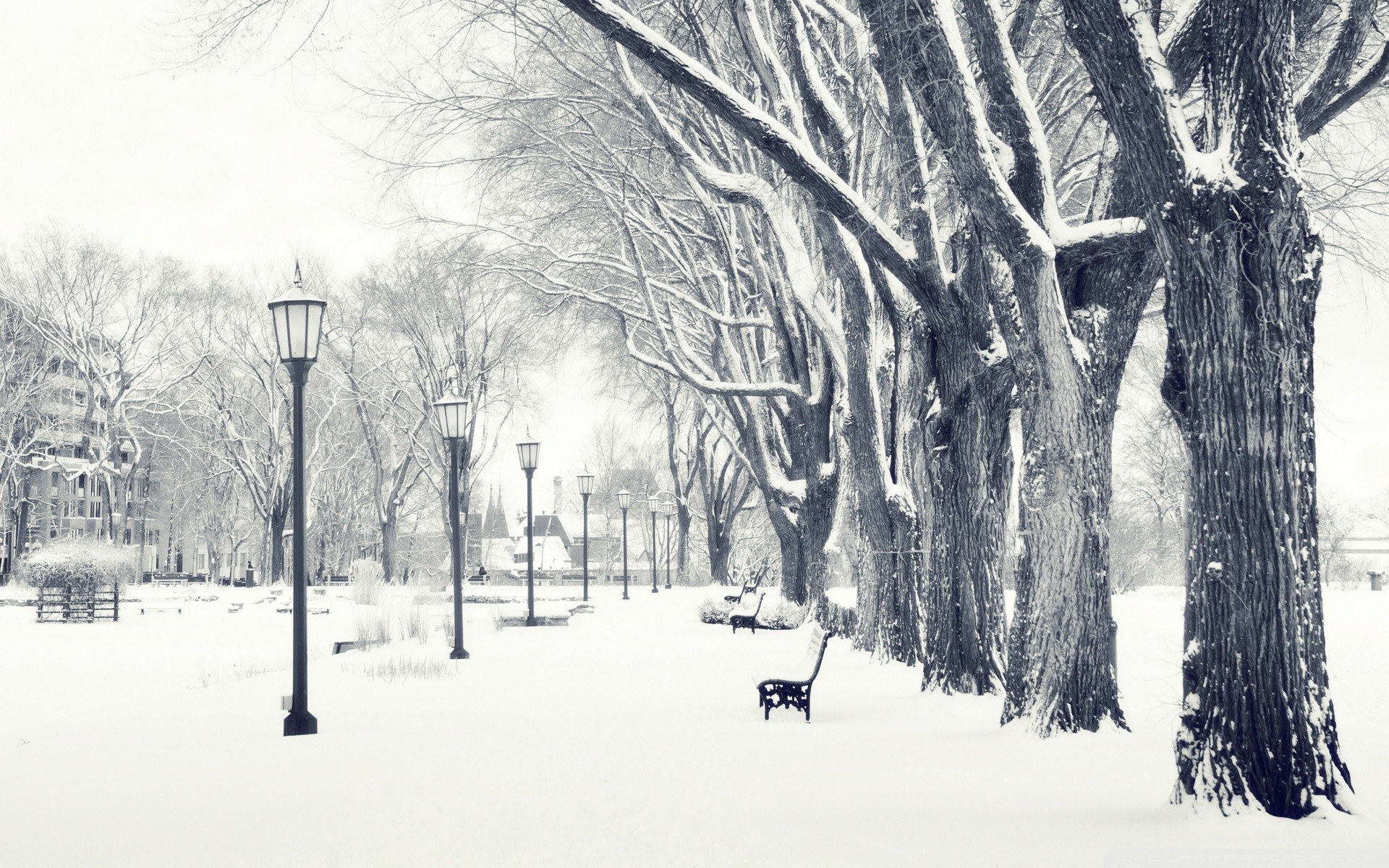 Snowy park with lampposts