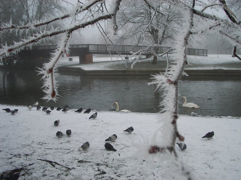 Snowy park with swans and pigeons
