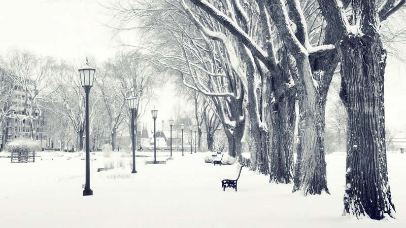 Snowy park with trees and benches