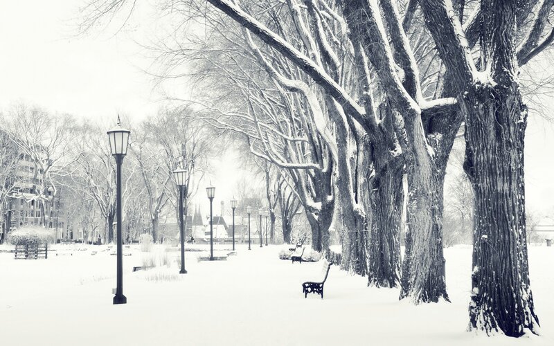 Snowy park with trees and lamps