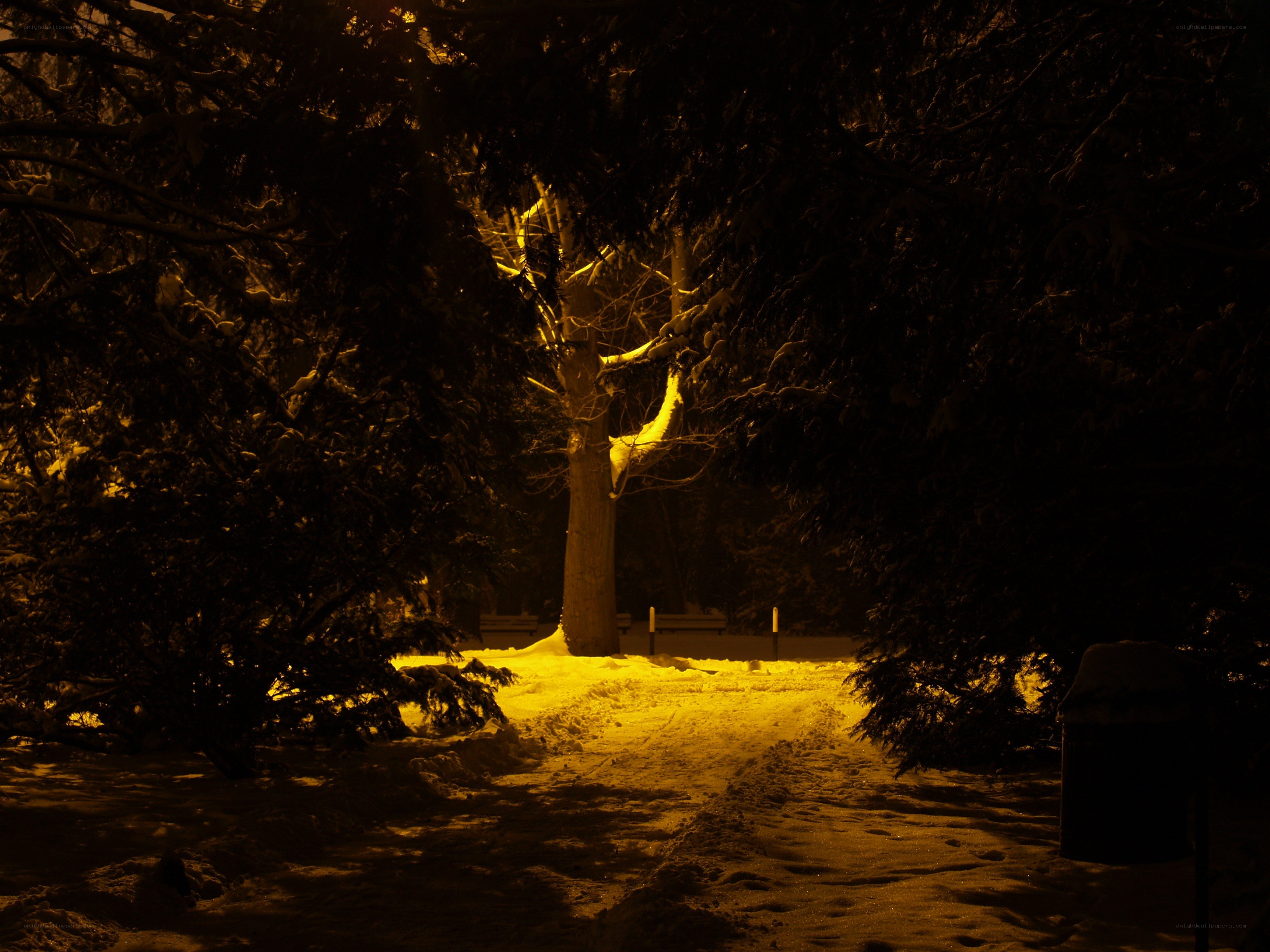 Snowy path at night