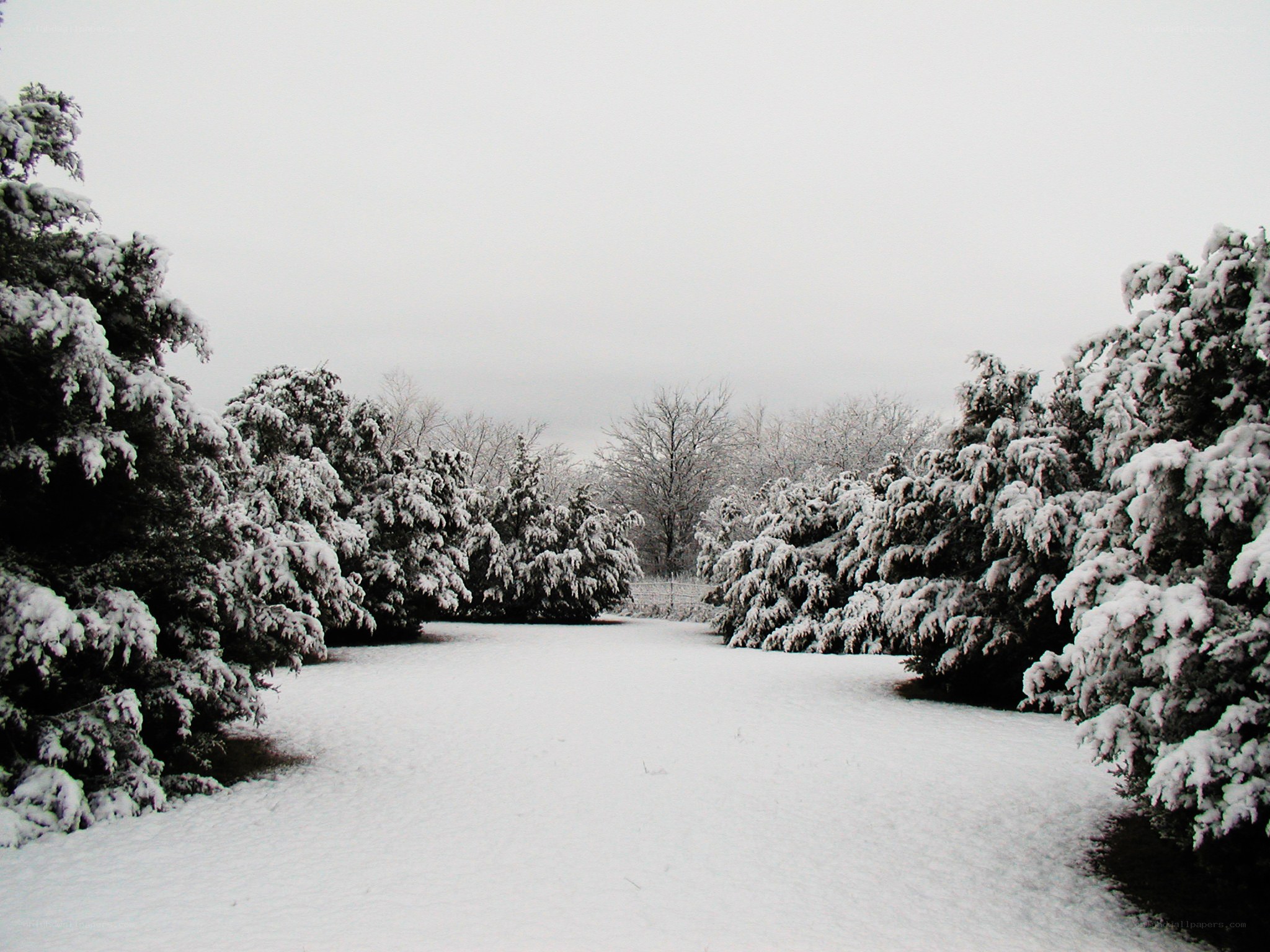 Snowy path between evergreen trees