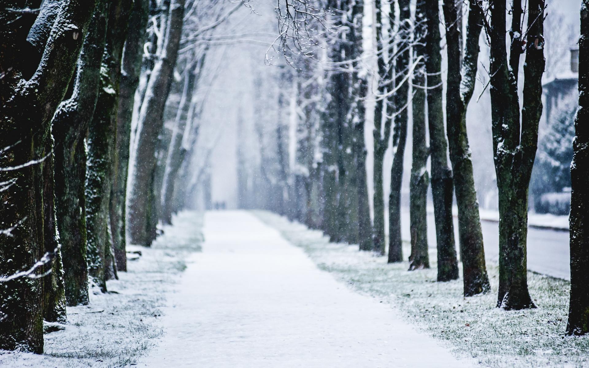 Snowy path between trees
