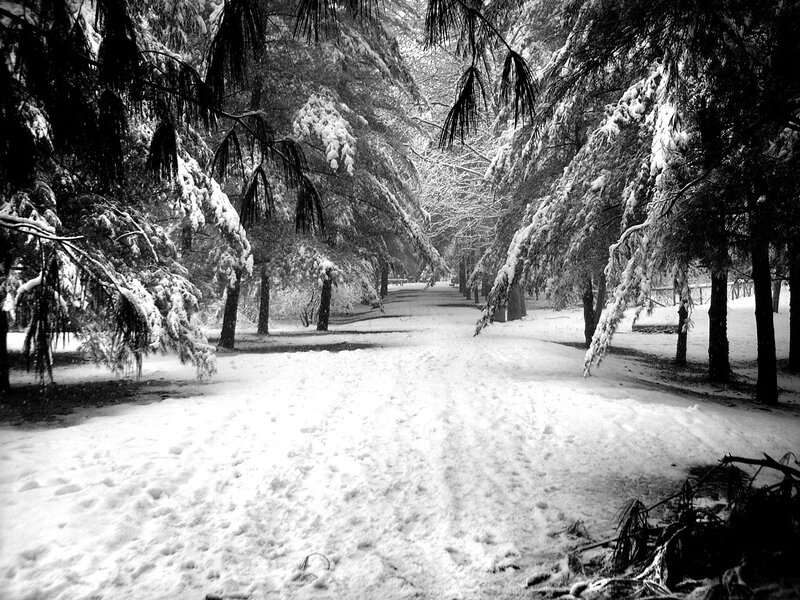 Snowy path in a forest