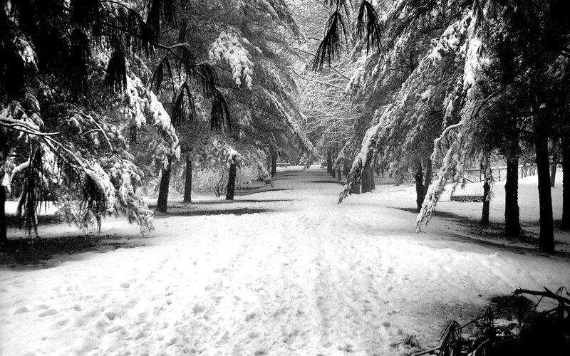 Snowy path in a pine forest