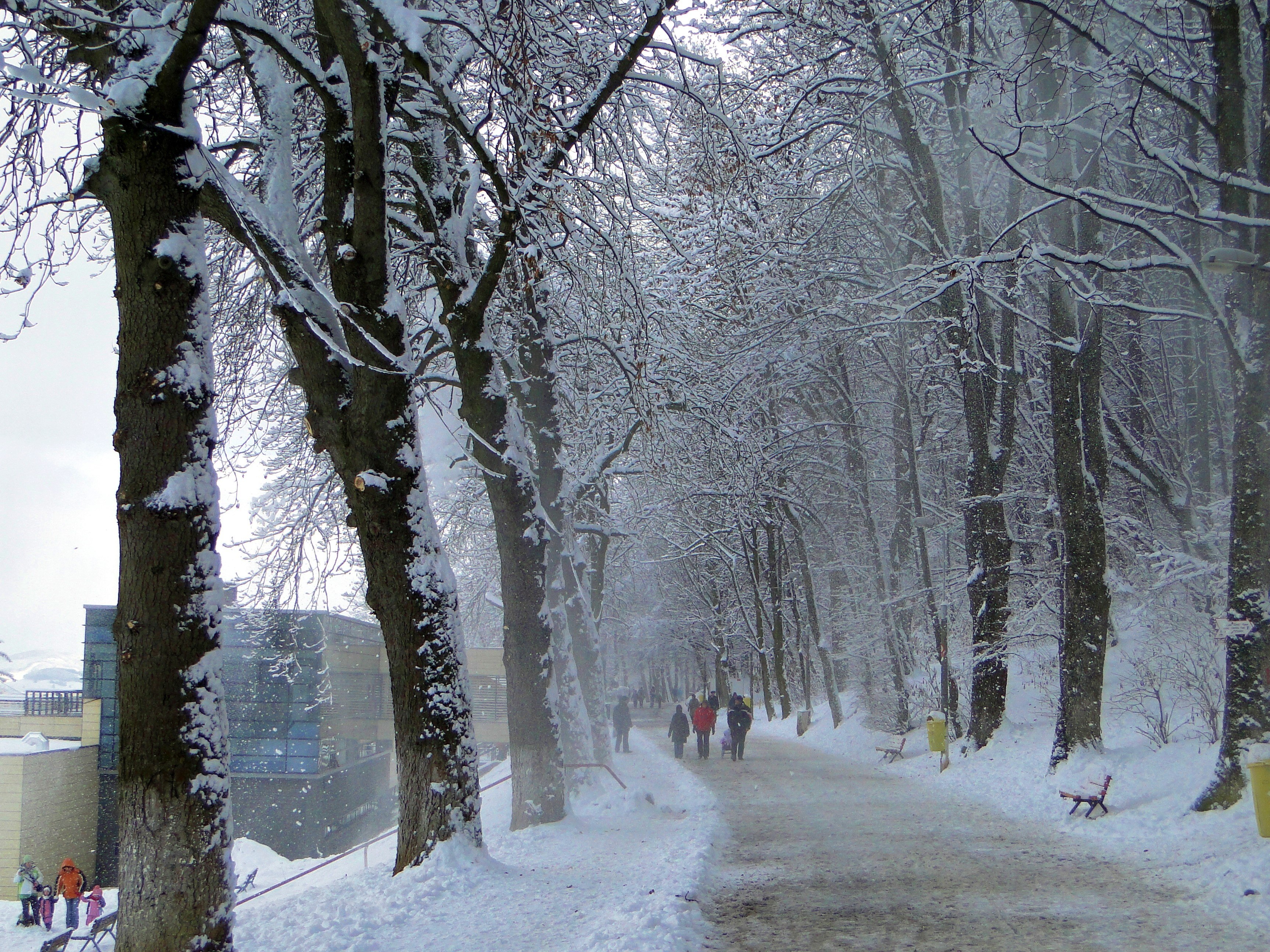Snowy path in a winter park