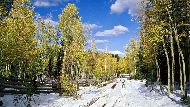 Snowy Path in Aspen Forest