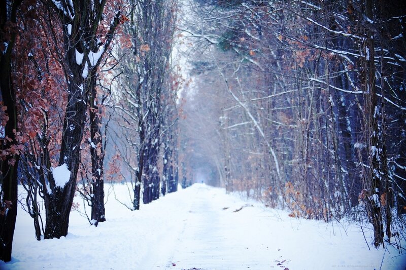 snowy path in autumn forest