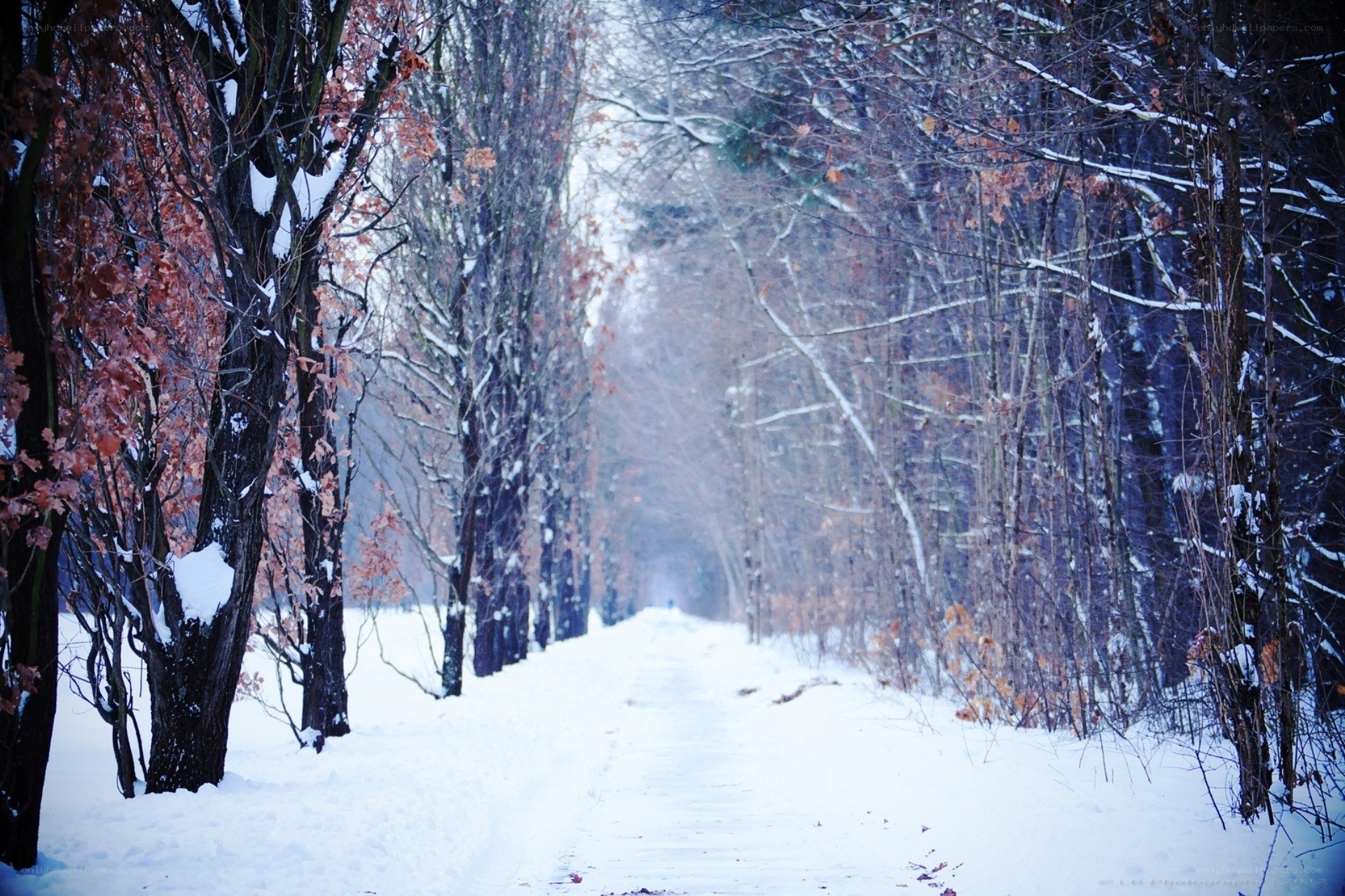 snowy path in autumn forest