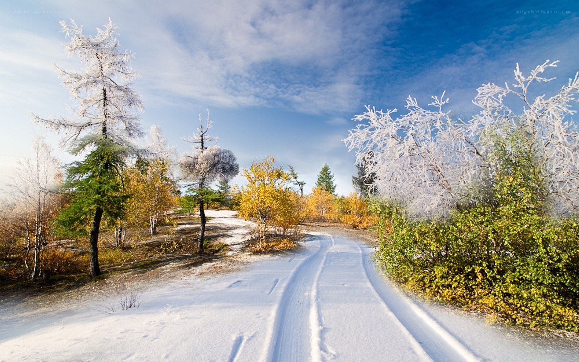 Snowy path in autumn forest