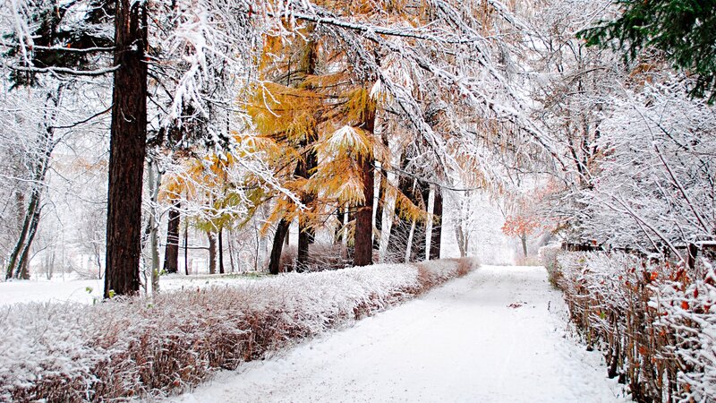 Snowy path in autumn forest
