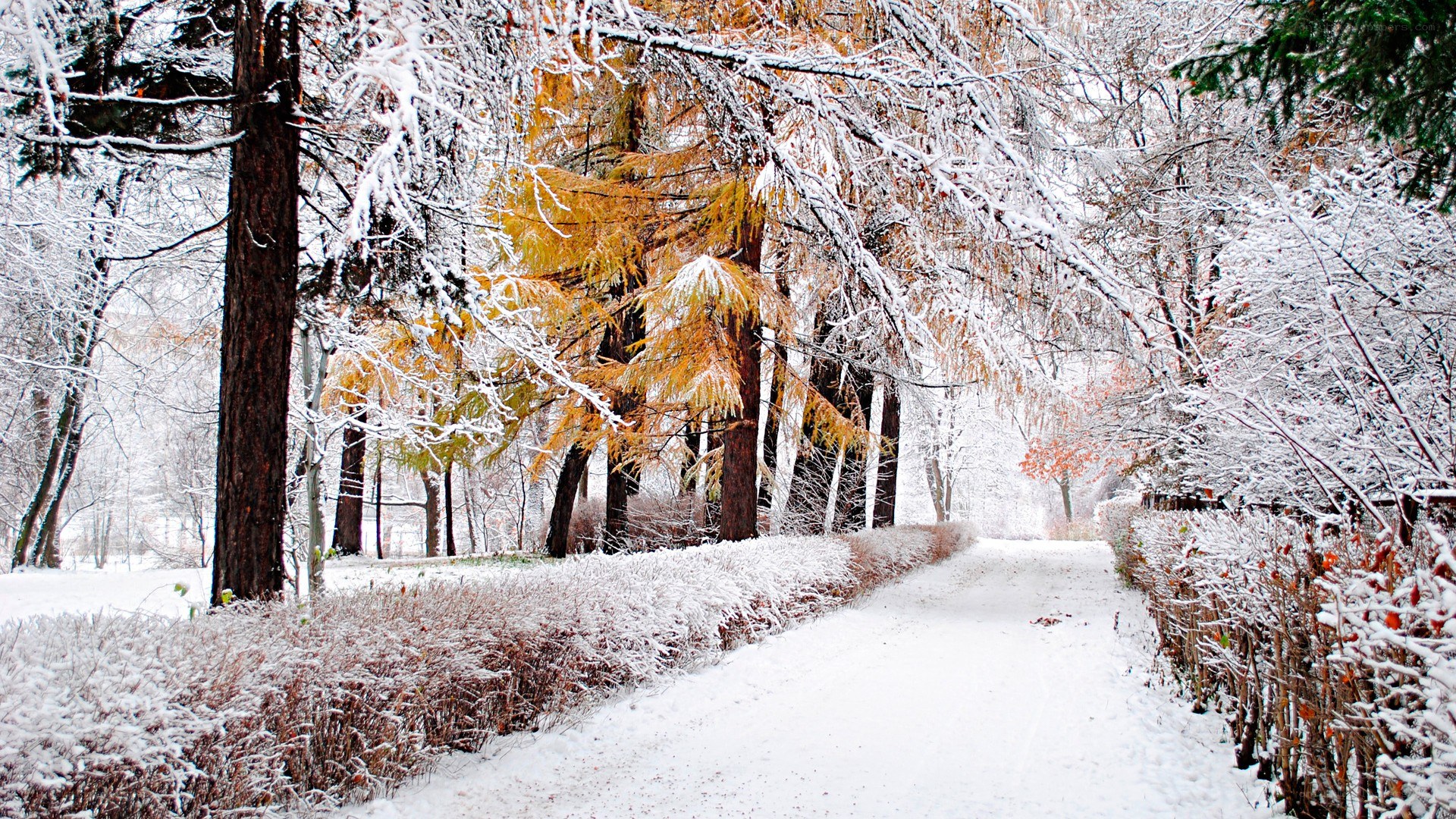 Snowy path in autumn forest