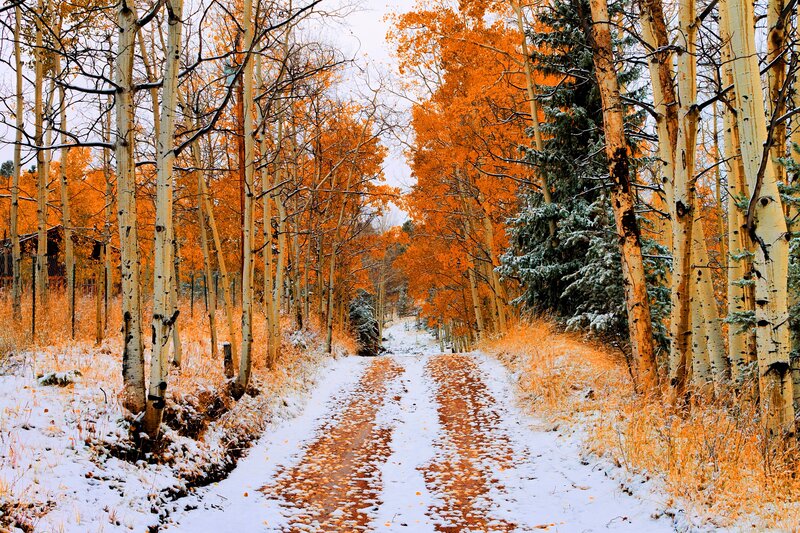 Snowy Path in Autumn Forest — Orange