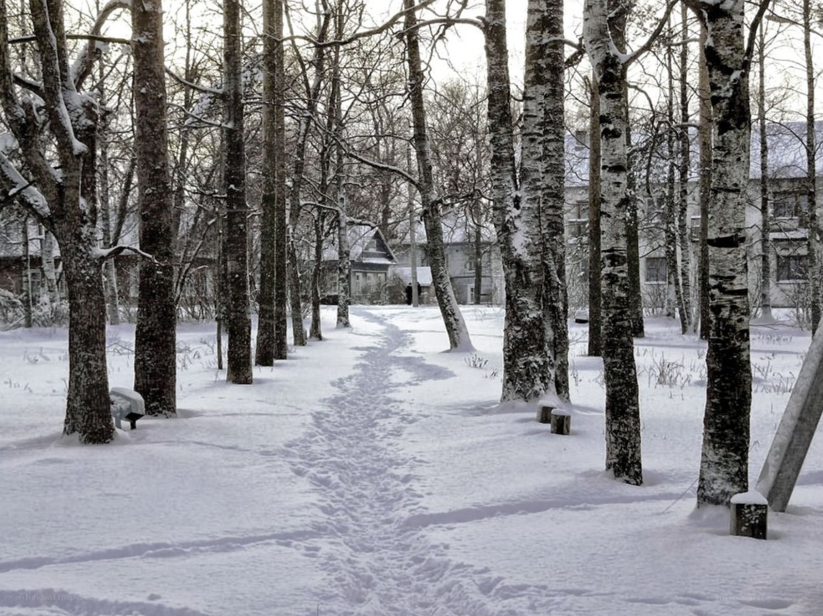 Snowy path in birch forest
