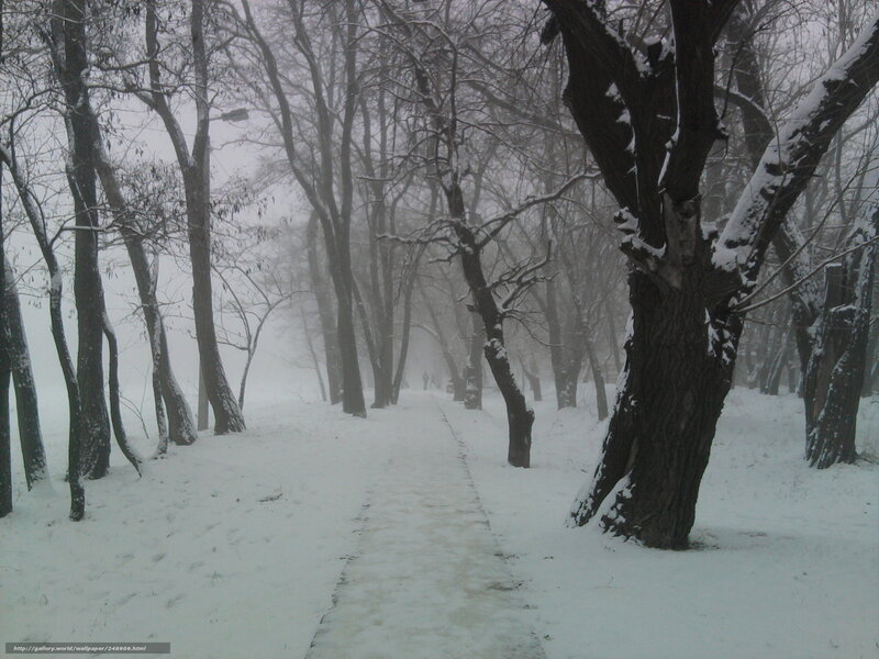snowy path in foggy forest