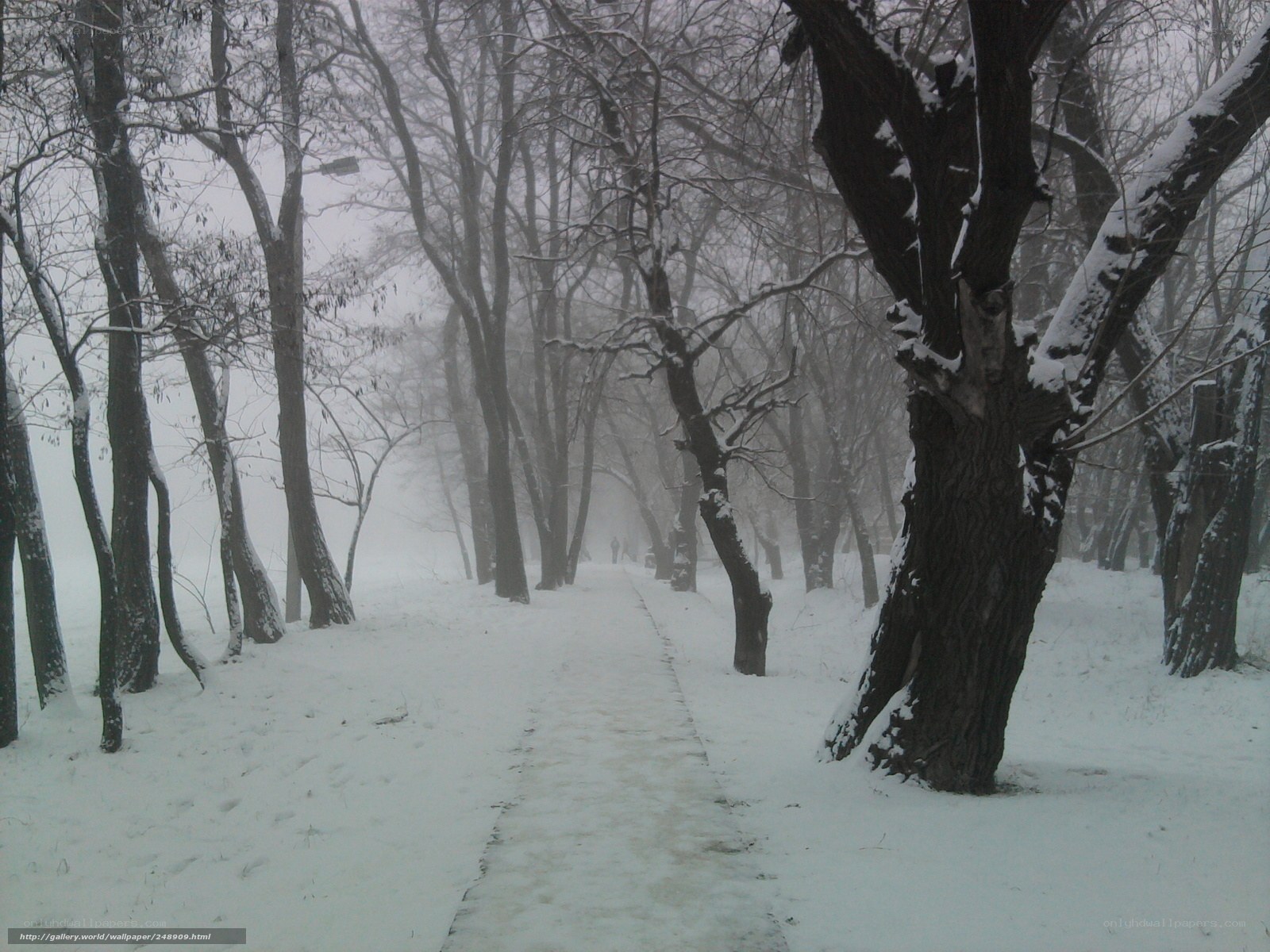 snowy path in foggy forest