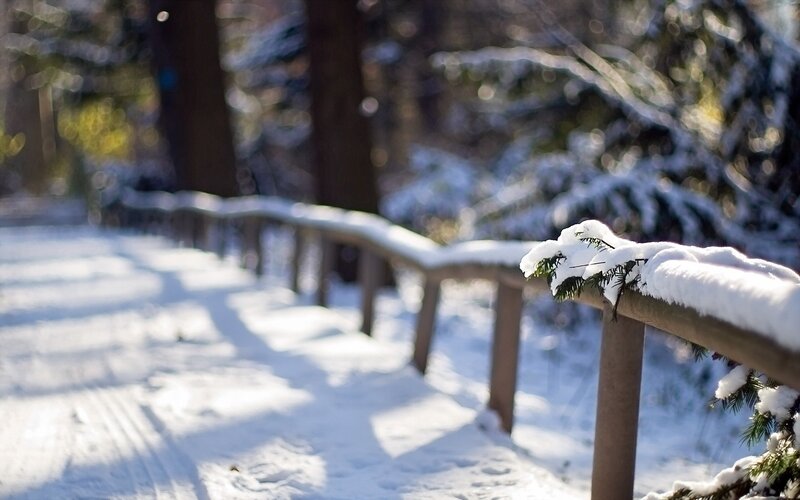 Snowy path in forest