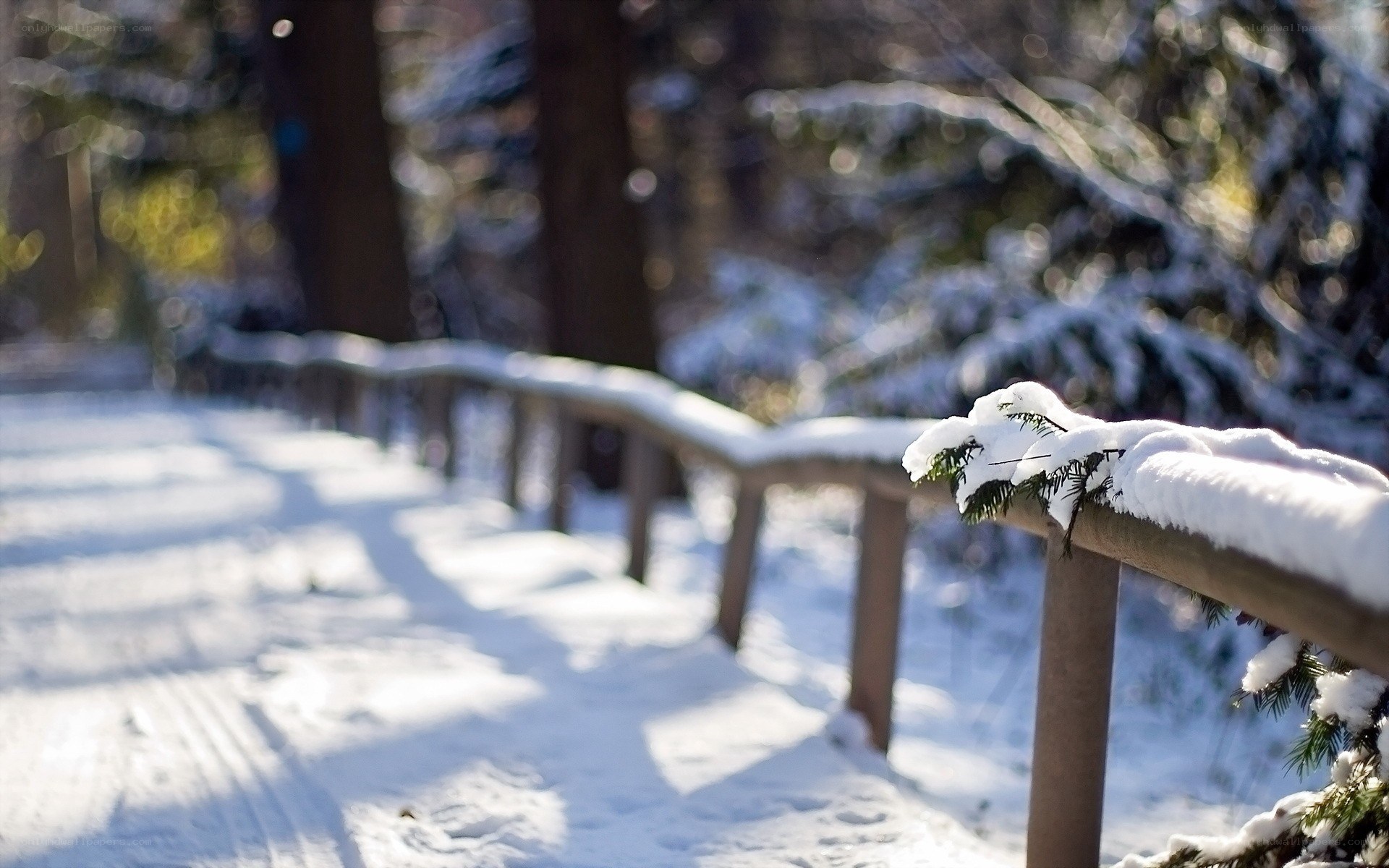 Snowy path in forest