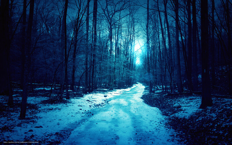 Snowy Path in Forest — Blue, Mysterious, Night, Photograph